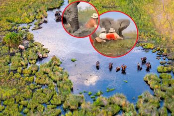 Koszmar podczas safari w Botswanie. Słoń rzucił się na turystów