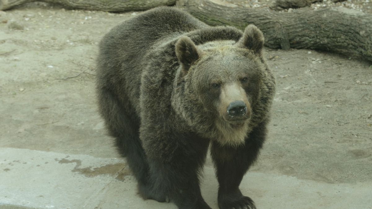 Niedźwiedź z wrocławskiego zoo.