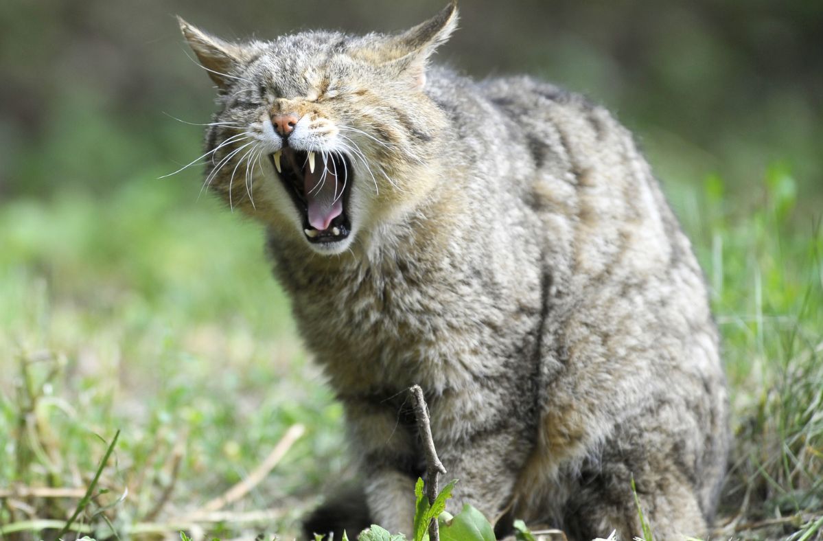 Australia's cat crisis: Radical measures to save wildlife