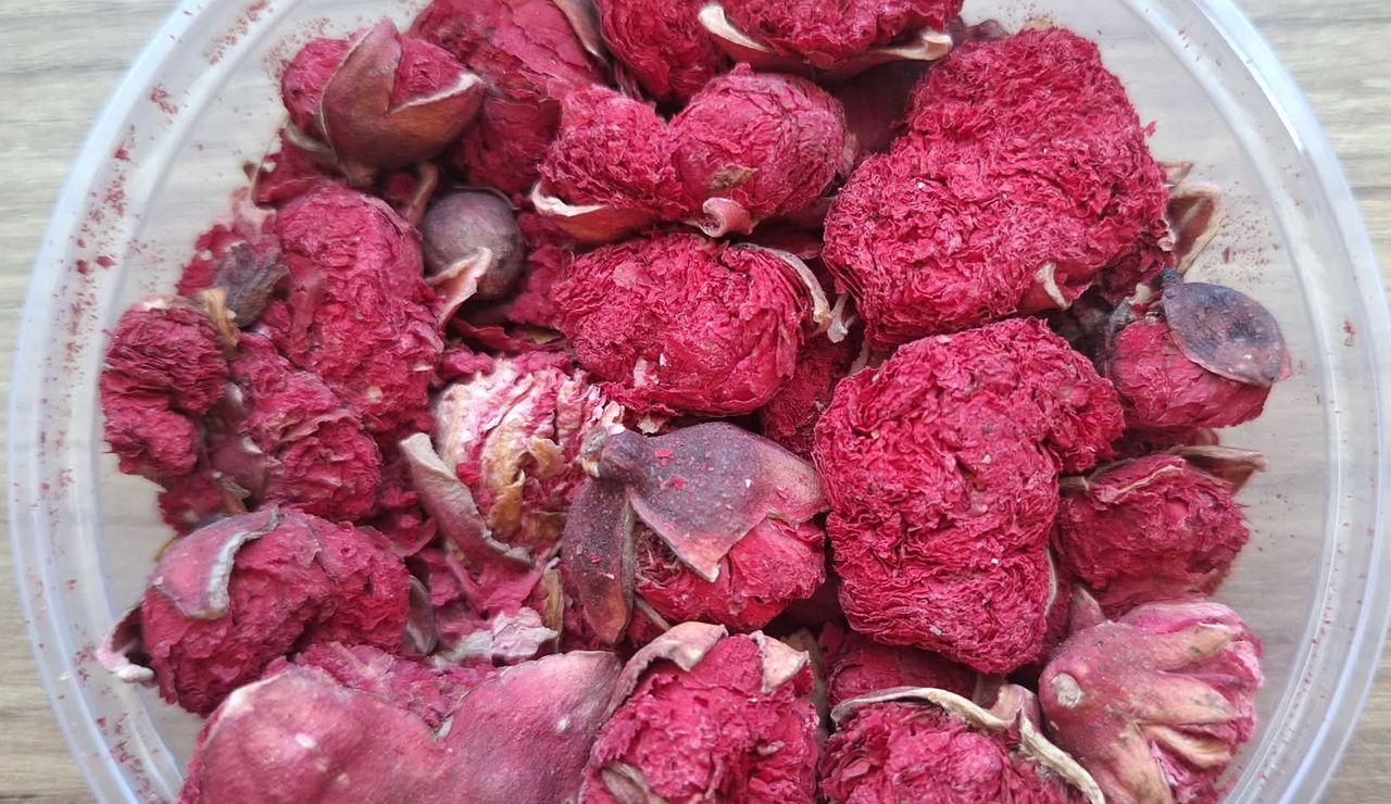 Napar z kwiatów granatu (tzw. biblijny napar) 