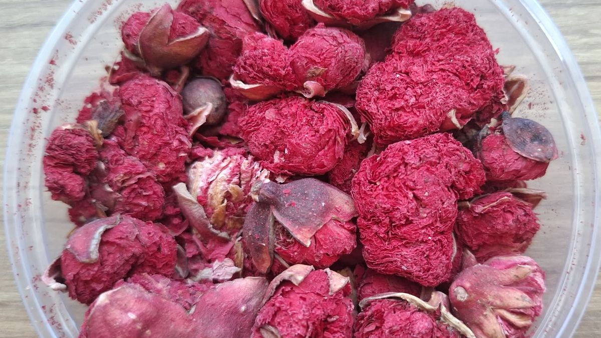 Suszone kwiaty granatu