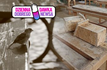 Tworzą "Ptasie kawalerki". Niezwykła inicjatywa uczniów w Szczecinie