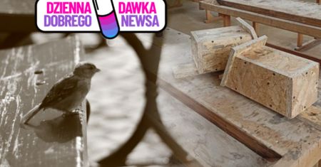 Tworzą "Ptasie kawalerki". Niezwykła inicjatywa uczniów w Szczecinie