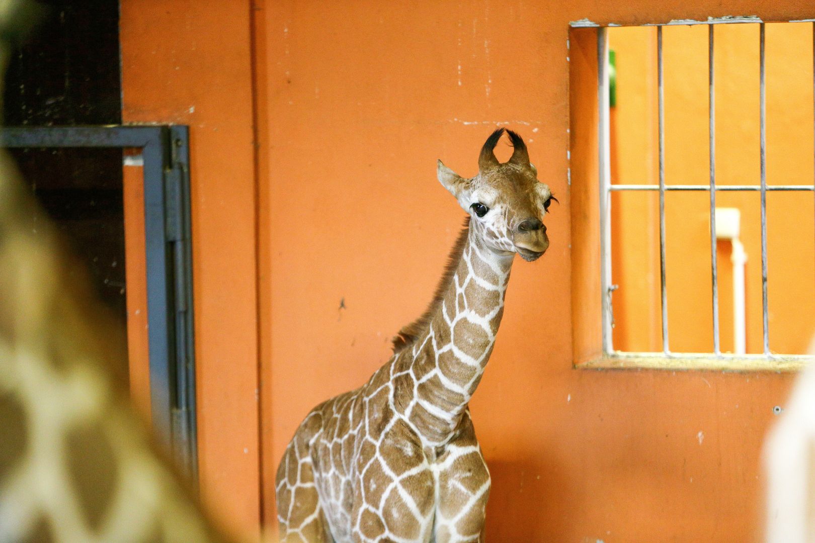 W śląskim zoo na świat przyszło żyrafiątko. Tylko zobaczcie tego malucha