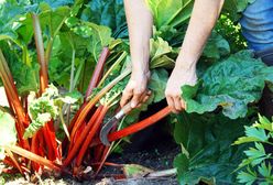 Producenci mają problem. Ceny letniego warzywa o 65 proc. w dół