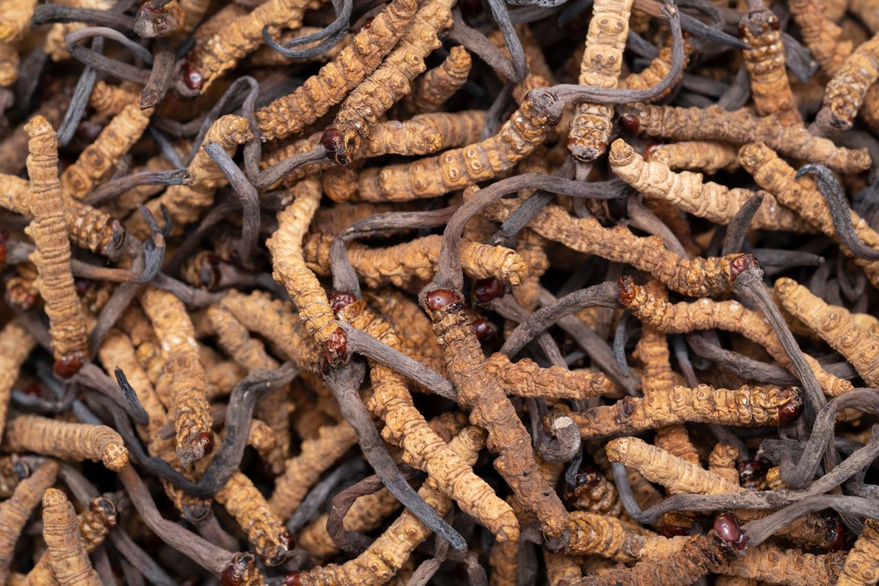 Maczużnik chiński – właściwości, zastosowanie i działanie