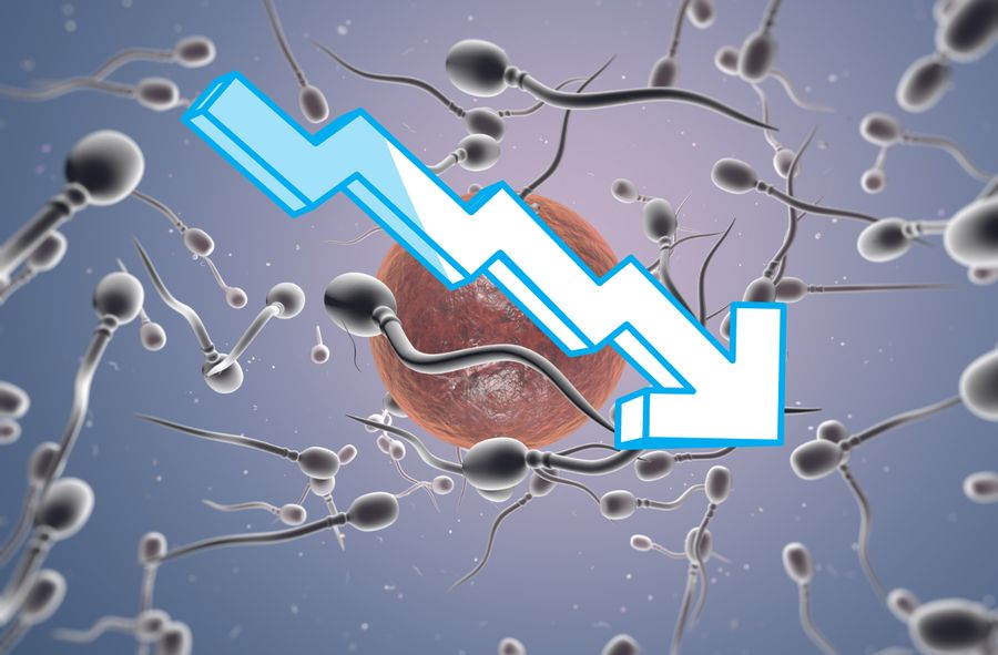 Liczebność plemników nieustająco spada.