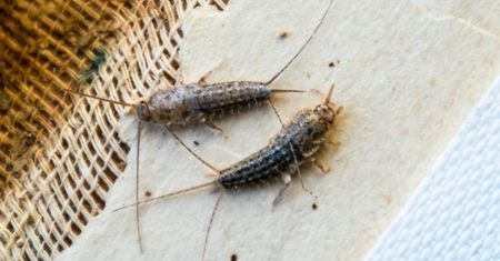 Spryskaj obficie, a rybiki same się ewakuują. Nie znoszą tego zapachu