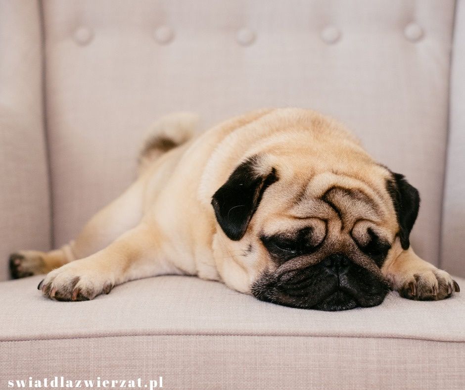 mops pies