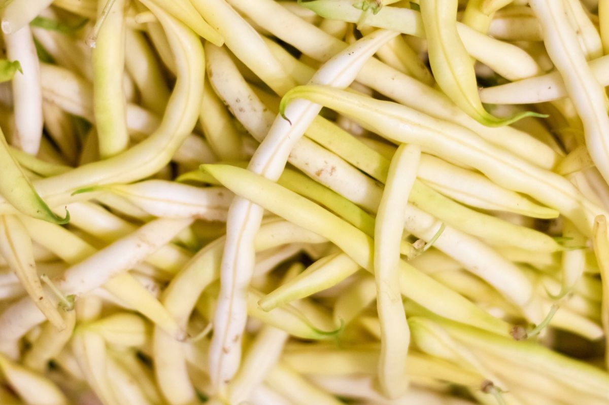 Plans on green beans can be a symptom of a serious infection