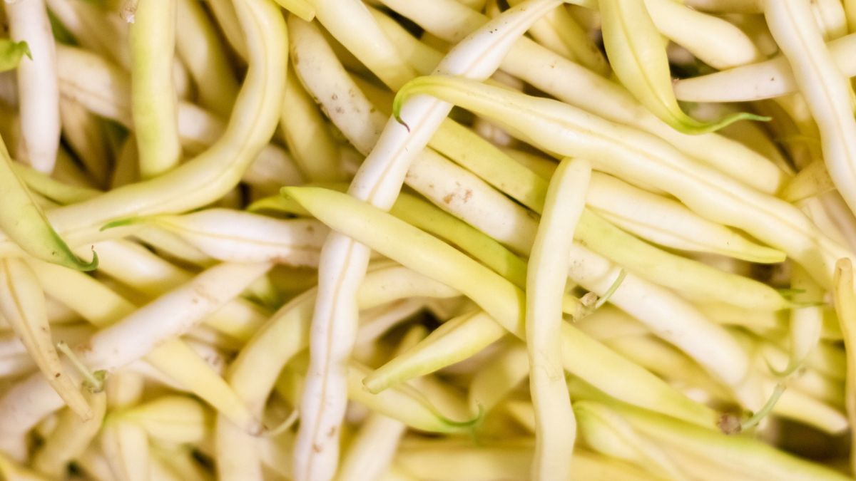 Plany na fasolce szparagowej mogą być objawem groźnej infekcji