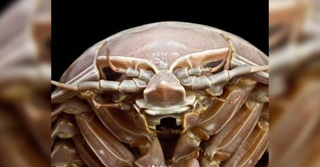 Batynomus raksasa. Naukowcy odkryli u wybrzeży Indonezji gigantycznego równonoga