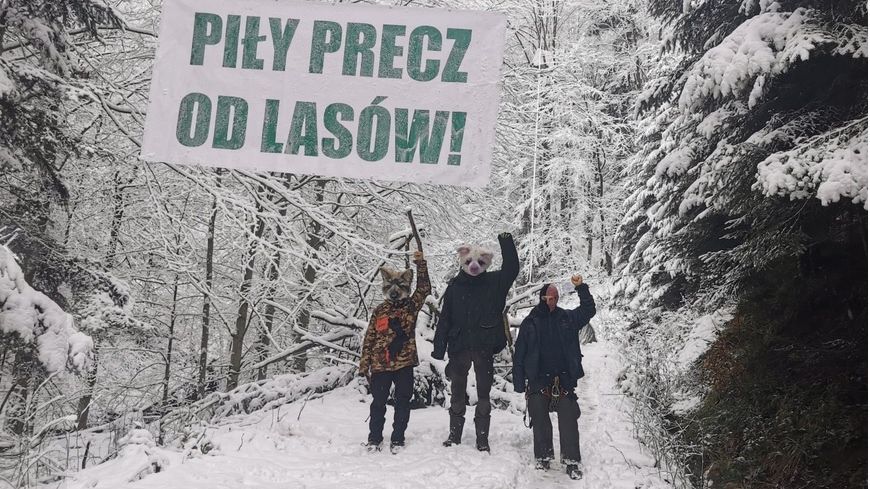 Grupa ekologów od początku roku biwakuje w lesie w nadleśnictwie Stuposiany 