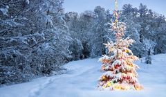 Rusza akcja "Choinki pod choinkę" RMF FM