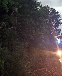 Burze na Śląsku. Grad jak kurze jaja, zniszczone auta, połamane drzewa. Setki interwencji