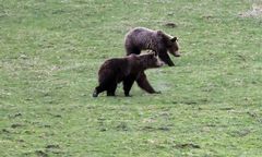 Wójt chce odstrzału niedźwiedzi w Bieszczadach