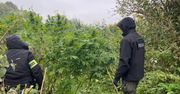 Przemyśl: Cały bagażnik konopii. Policjanci zaskoczyli plantatorów
