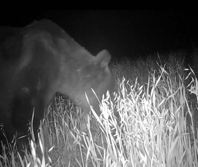 Nocne łowy w Bieszczadach. Nagranie z przyłapanym niedźwiedziem to hit