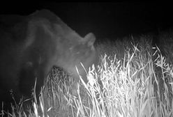 Nocne łowy w Bieszczadach. Nagranie z przyłapanym niedźwiedziem to hit