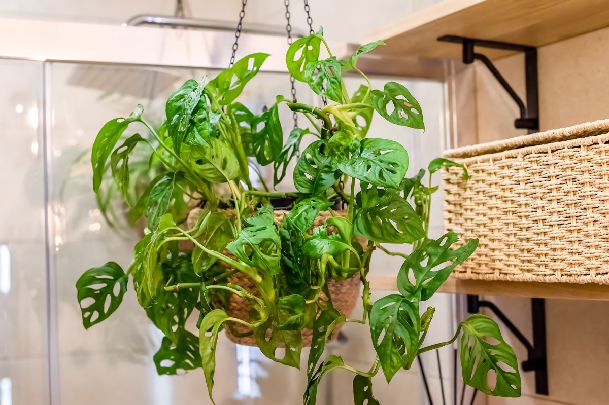 Houseplants that thrive and purify your bathroom air