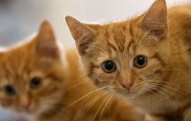 Ailurofobia – przyczyny, objawy i leczenie lęku przed kotami