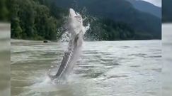 Jesiotr gigant w kanadyjskiej rzece. Wędkarze uchwycili kamerą spektakularny moment