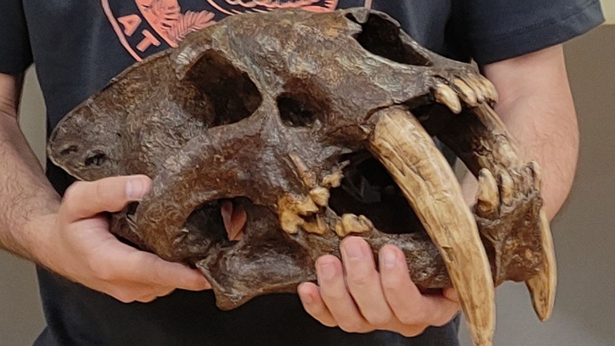 Czaszka tygrysa szablozębnego, z gatunku, jaki nie był wcześniej znany nauce