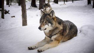 Podkarpackie: Wilki niepokoją mieszkańców. Widywane są blisko domów