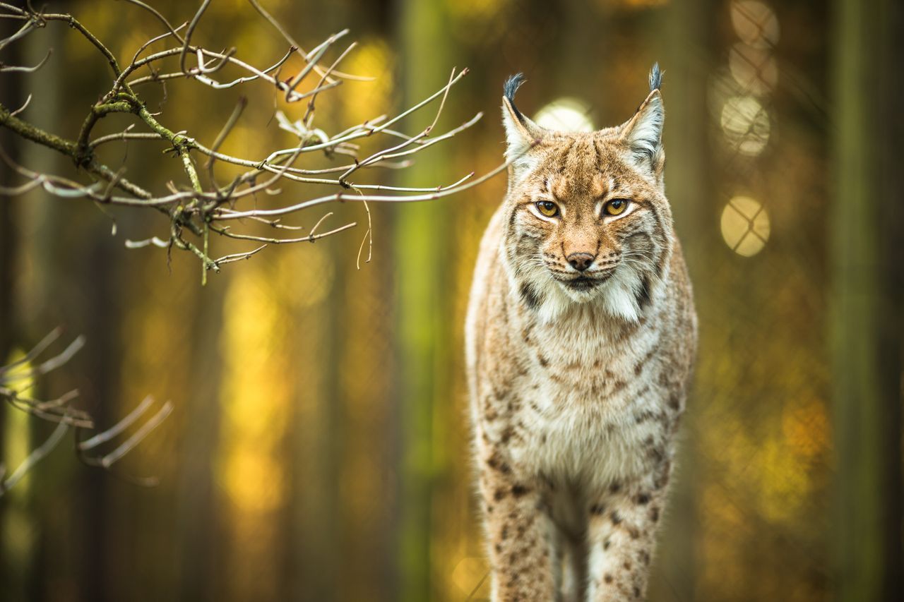 Rysie są gatunkiem chronionym