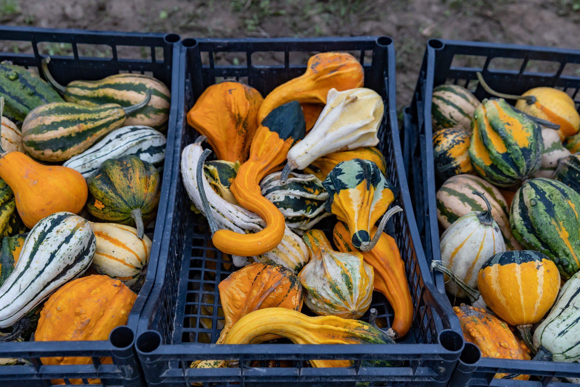 JEdynie farma obok Krakowa