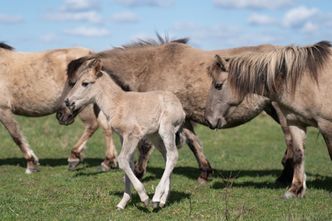 Chcą zakazu uboju koni w UE. Jest nowa inicjatywa
