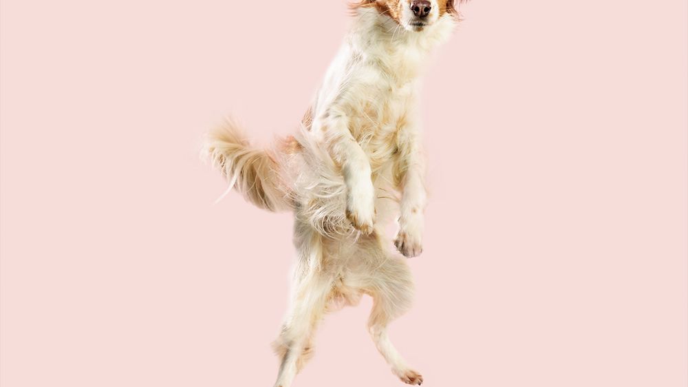 „Latające psy” to projekt, który sprawi, że od razu się uśmiechniecie 1