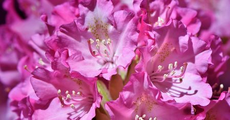 Trik z cytryną. Rododendron będzie uginał się od kwiatów
