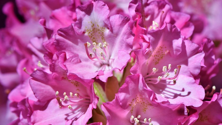 Zadbany rododendron będzie cieszył nasze oczy pięknymi kwiatami 
