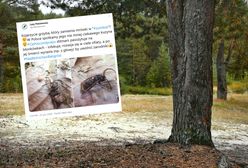 Lasy Państwowe pokazały zdjęcie grzyba. "Zamienia mrówki w zombie"