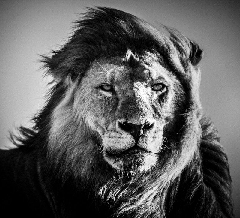 Laurent Baheux ujął charakter Afryki w czarno-białych portretach zwierząt 17