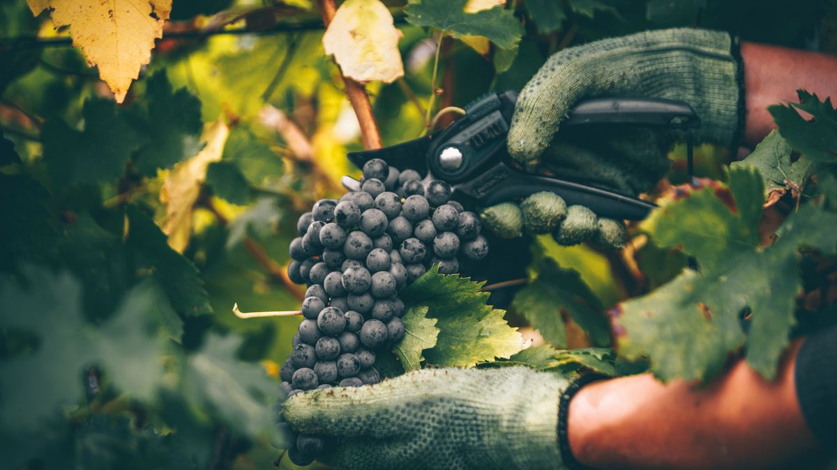 Te zabiegi zapewnią nam obfite plony