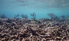 Woda najcieplejsza od setek lat. Wielka Rafa Koralowa umiera