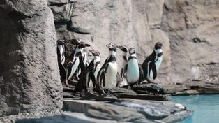 Pingwiny ze Śląskiego Ogrodu Zoologicznego w Chorzowie wróciły już na wybieg po zimowej przerwie. Od razu skradły serca gości!