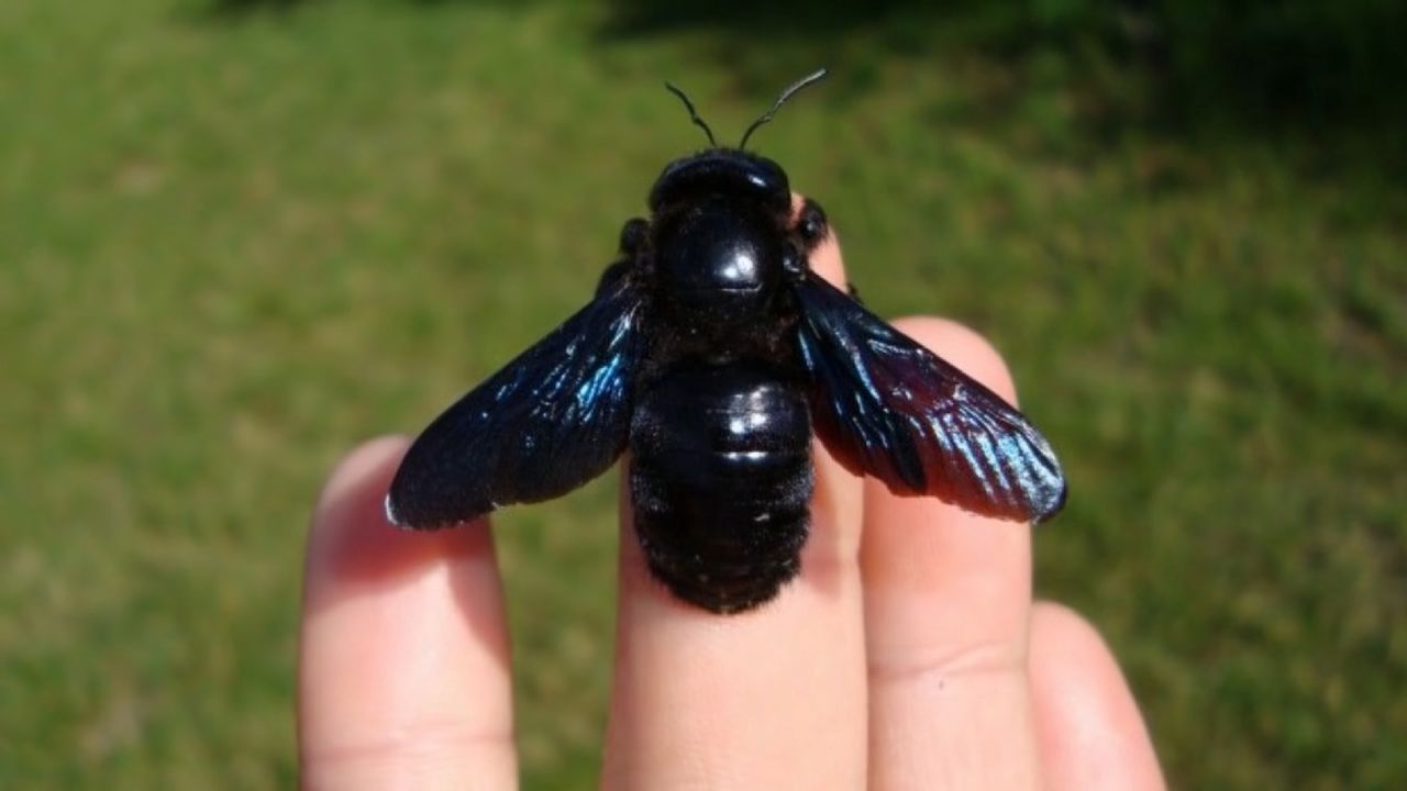 Czarna pszczoła; zdjęcie ilustracyjne