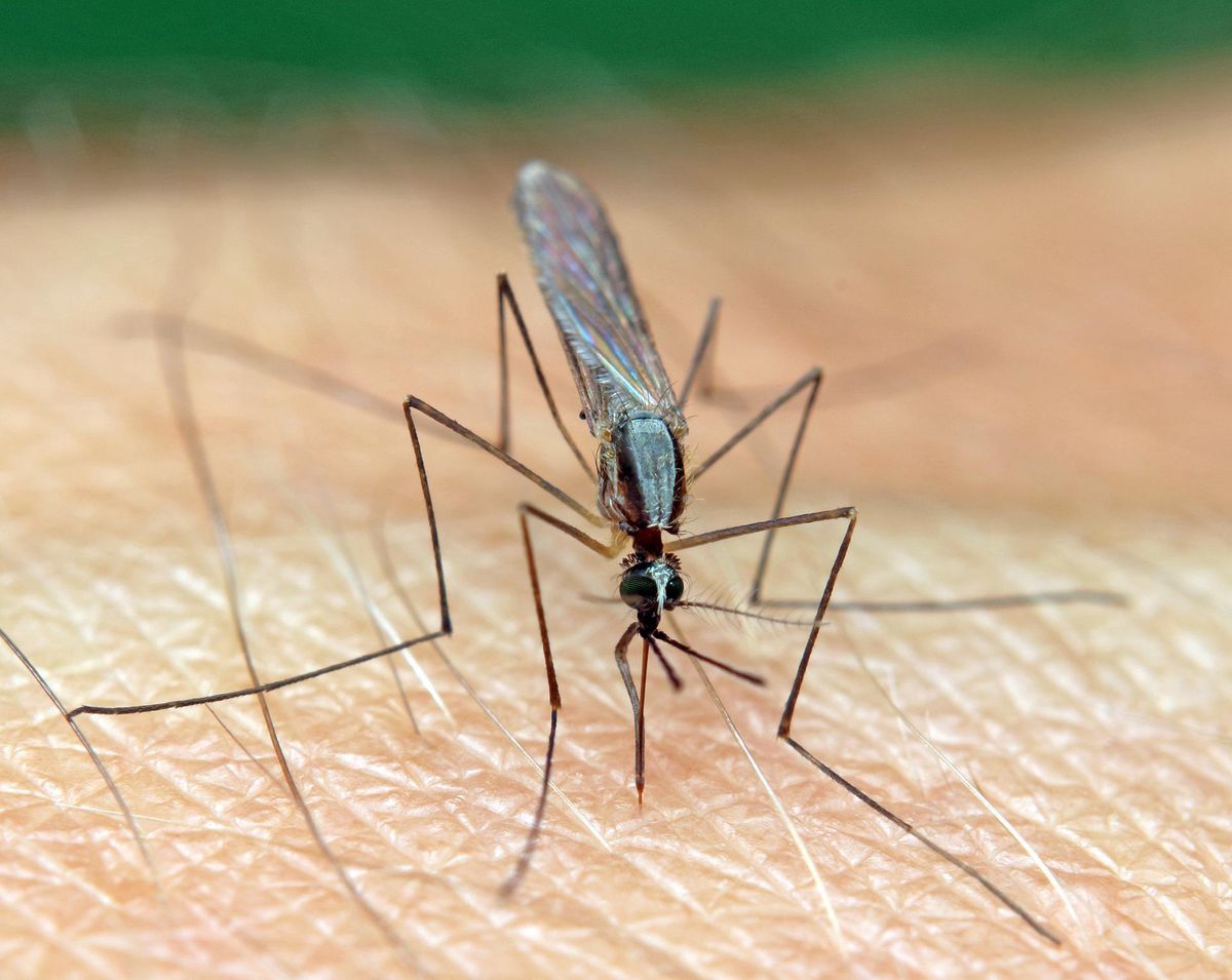 Po ugryzieniu przez komara pojawia się denerwujące swędzenie