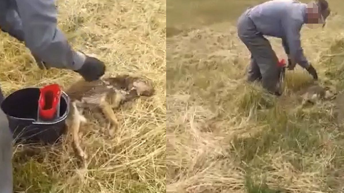 Mężczyzna i jego brat regularnie znęcają się nad zwierzętami.