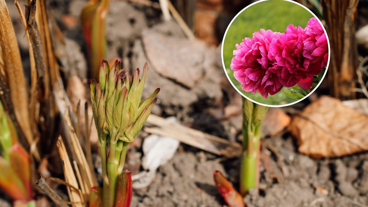 Jak zabać o piwonie?