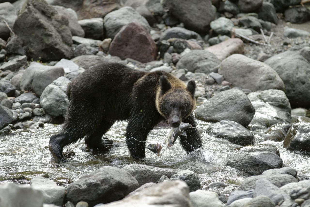 Japonia angażuje wojsko po serii ataków niedźwiedzi
