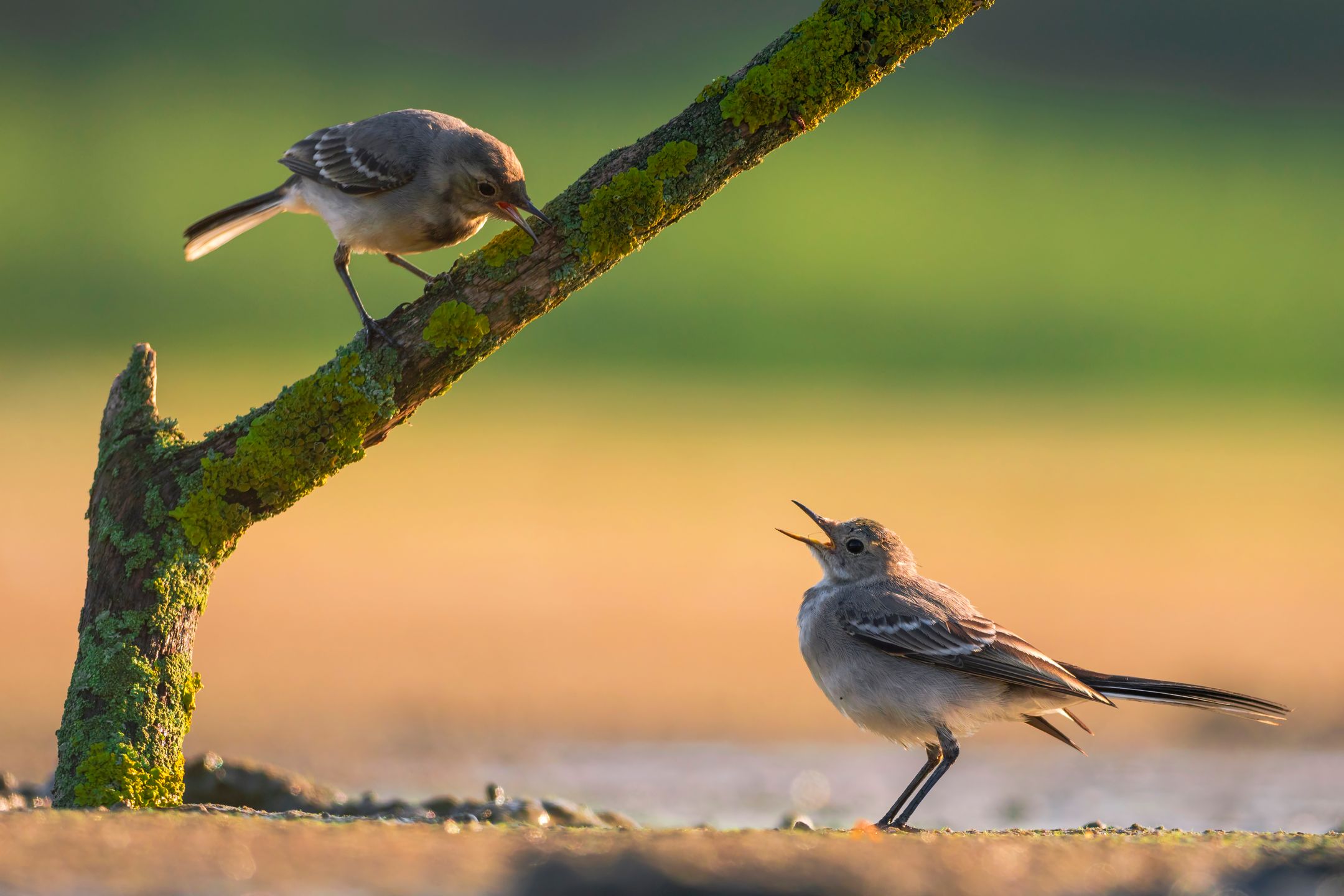 Ćwierć morgi błota, czyli o fotografowaniu ptaków 6
