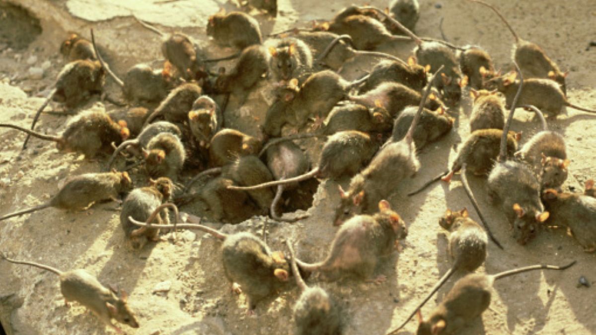 W Australii trwa plaga myszy. Gryzonie niszczą przewody elektryczne, zjadają uprawy i roznoszą choroby