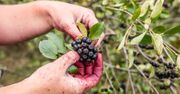 Aronia czarna – właściwości, zastosowanie, przeciwwskazania, cena