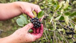 Aronia czarna - właściwości, zastosowanie, przeciwwskazania, cena 