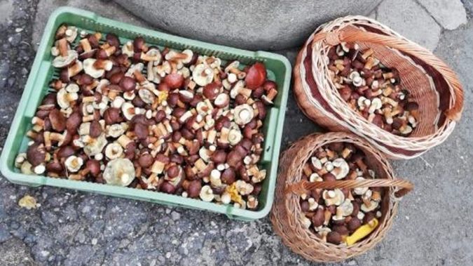 Grzybiarze radzą, jak umyć ręce po grzybach