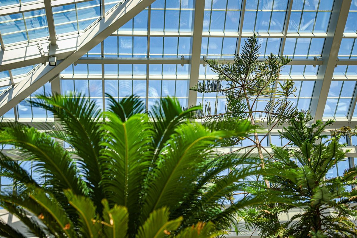 Ogród Botaniczny UJ, fot. arch. UMWM